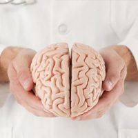 Doctor in white coat holding a model of a human brain, split into two hemispheres.