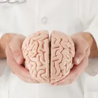 Doctor in white coat holding a model of a human brain, split into two hemispheres.