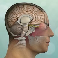 Anatomical illustration showing a cross-section of the human head, revealing the brain, nasal cavity, and other internal structures."